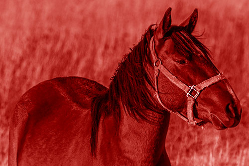 Horse Enjoying Grassy Dinner Meal (Red Shade Photo)