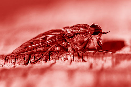 Horse Fly Resting Among Cracked Wood (Red Shade)