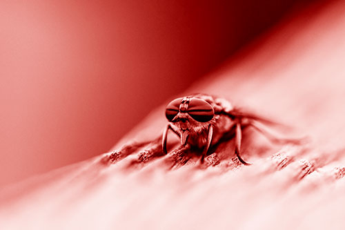 Horse Fly Resting Among Grooved Wood (Red Shade)