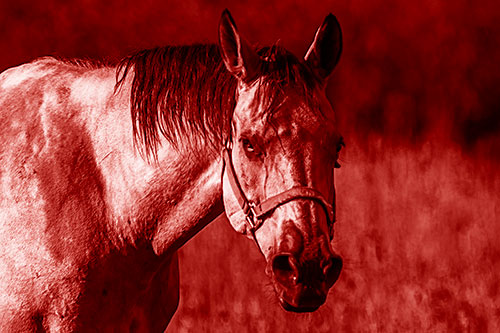 Horse Making Eye Contact (Red Shade Photo)
