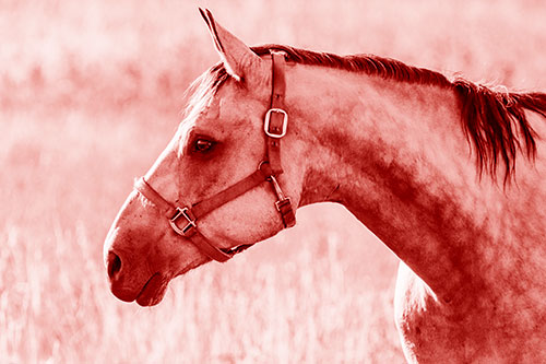 Horse Wearing Bridle Among Sunshine (Red Shade Photo)