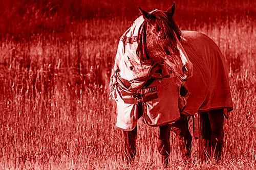 Horse Wearing Coat Atop Wet Grassy Marsh (Red Shade Photo)