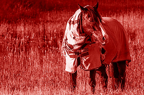 Horse Wearing Coat Atop Wet Grassy Marsh (Red Shade)