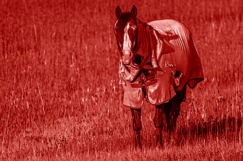 Horse Wearing Coat Standing Along Marsh (Red Shade Photo)