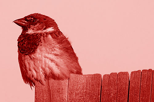House Sparrow Perched Atop Wooden Post (Red Shade Photo)