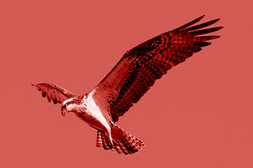 Hovering Osprey Hawk Looking For Fish Below (Red Shade)