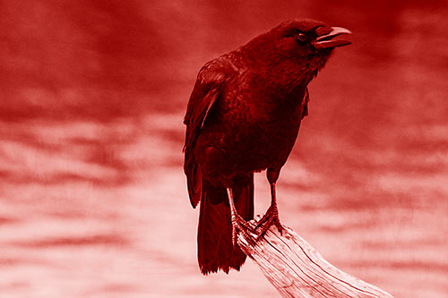Hunched Over Crow Cawing Atop Broken Tree Log (Red Shade)