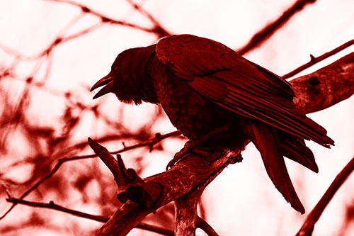 Hunched Over Crow Cawing Atop Tree Branch (Red Shade Photo)