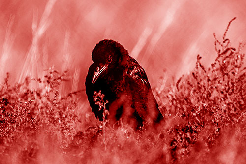 Hunched Over Raven Among Dying Plants (Red Shade Photo)