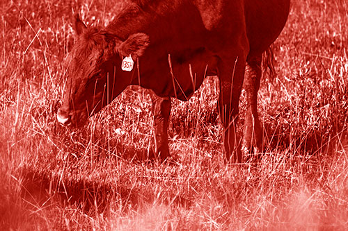 Hungry Cow Enjoying Grassy Meal (Red Shade Photo)