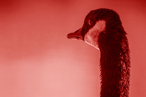Hungry Crumb Mouthed Canadian Goose Senses Intruder (Red Shade Photo)