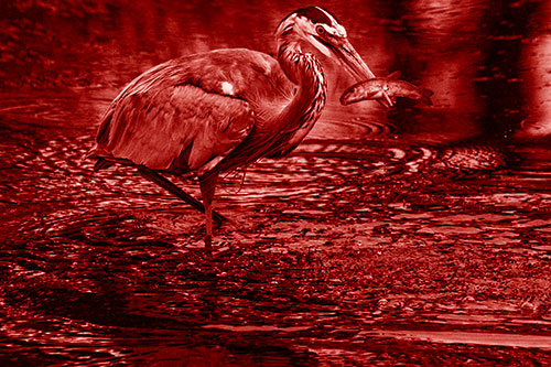 Hungry Great Blue Heron Spears Through Trout Fish (Red Shade)