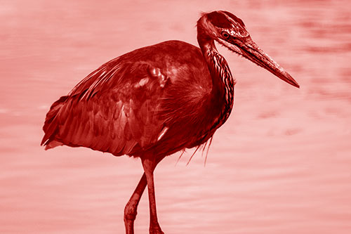 Hungry Great Blue Heron Spots Swimming Fish (Red Shade)