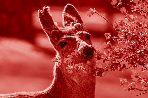 Hungry Lone Mule Deer Chewing Tree Leaves (Red Shade)