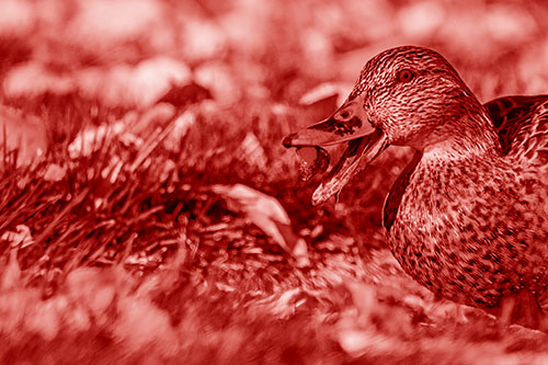 Hungry Mallard Duck Devours Cherry (Red Shade)