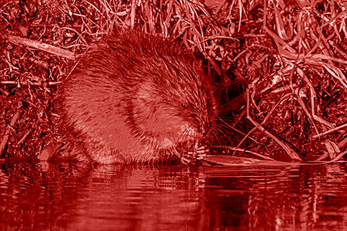 Hungry Muskrat Chews Water Reed Grass Along River Shore (Red Shade Photo)