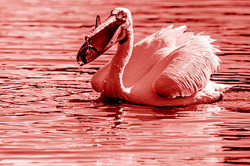 Hungry Pelican Captures Salamander For Breakfast (Red Shade)