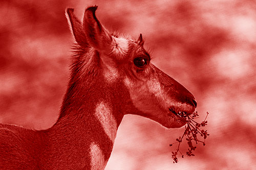 Hungry Pronghorn Gobbles Leafy Plant (Red Shade Photo)