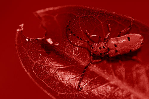 Hungry Red Milkweed Beetle Rests Among Chewed Leaf (Red Shade Photo)