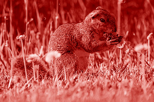 Hungry Squirrel Feasting Among Dandelions (Red Shade Photo)