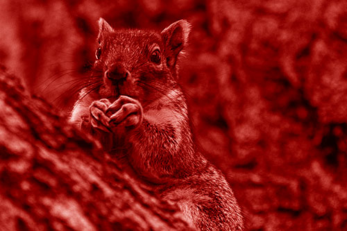 Hungry Squirrel Feasting Among Sloping Tree Branch (Red Shade Photo)