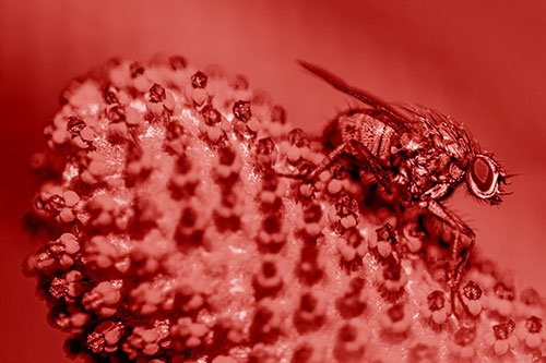 Hunter Fly Rests Among Sloping Coneflower (Red Shade)