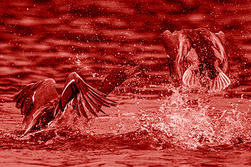 Hyper Water Splashing Mallard Ducks Playing Among Lake (Red Shade)