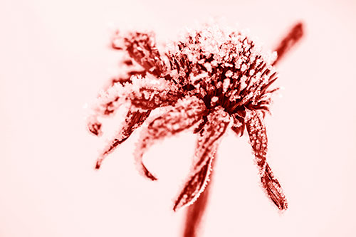 Ice Frost Consumes Dead Frozen Coneflower (Red Shade Photo)