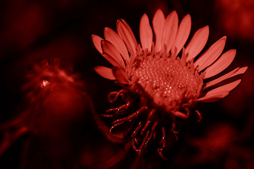 Illuminated Gumplant Flower Surrounded By Darkness (Red Shade Photo)