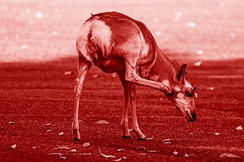 Itchy Pronghorn Scratches Neck Among Autumn Leaves (Red Shade Photo)