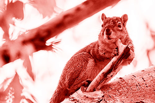 Itchy Squirrel Gets Tree Branch Massage (Red Shade Photo)
