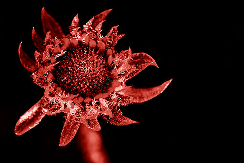 Jagged Tattered Rayless Sunflower (Red Shade Photo)
