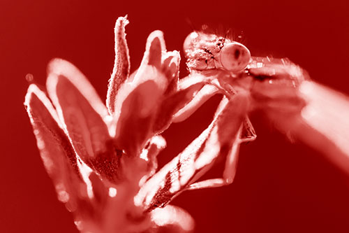 Joyful Damselfly Enjoys Sunshine Atop Plant (Red Shade)