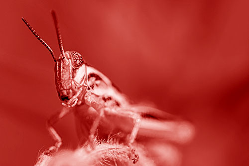 Joyful Grasshopper Standing Among Fuzzy Plant Top (Red Shade)