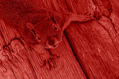 Joyful Squirrel Looking Upwards Among Wooden Pole (Red Shade)