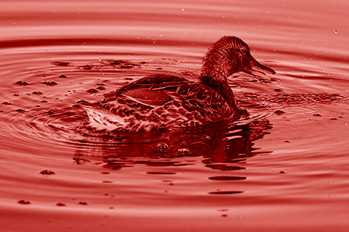 Joyful Water Splashing Mallard Duck Enjoying Calm Lake (Red Shade)