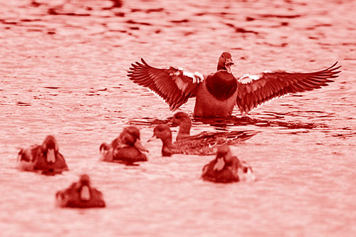 Jump Scaring Wing Flapping Mallard Duck Quacking Atop Lake (Red Shade)
