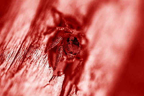 Jumping Spider Perched Among Wood Crevice (Red Shade Photo)