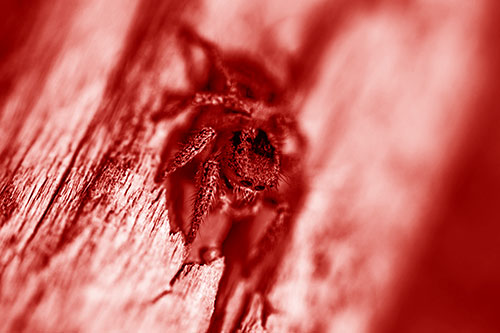 Jumping Spider Perched Among Wood Crevice (Red Shade)