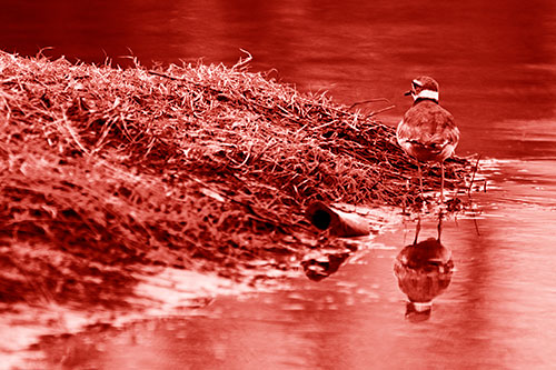 Killdeer Bird Standing Along River Shoreline (Red Shade Photo)