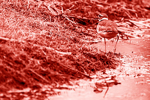 Killdeer Bird Turning Corner Around River Shoreline (Red Shade Photo)