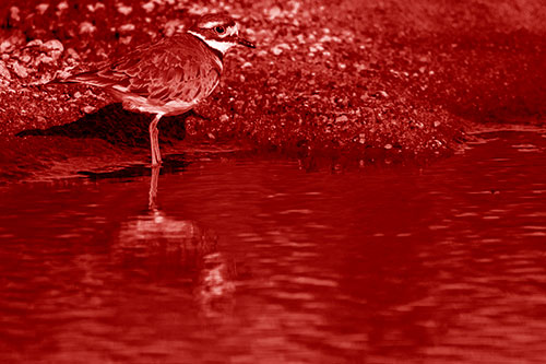 Killdeer Standing Along River Shoreline (Red Shade Photo)