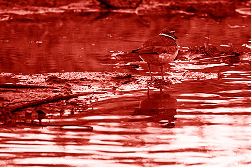 Killdeer Stands Atop Muddy Shoreline (Red Shade Photo)
