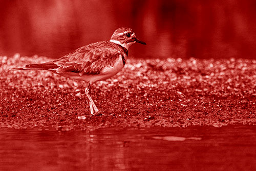 Killdeer Wanders Along Rocky River Shoreline (Red Shade)