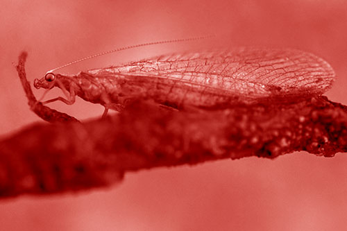 Lacewing Grabs Ahold Twig Branch (Red Shade)