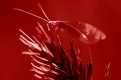 Lacewing Standing Atop Plant Blades (Red Shade Photo)