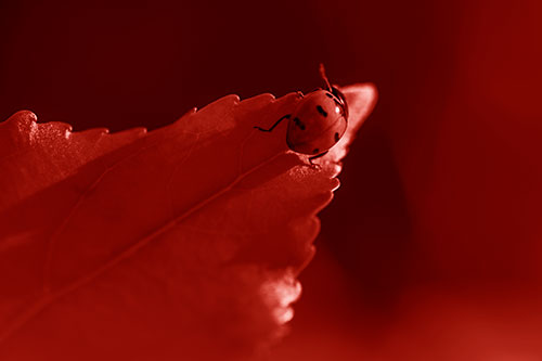 Ladybug Crawling To Top Of Leaf (Red Shade Photo)