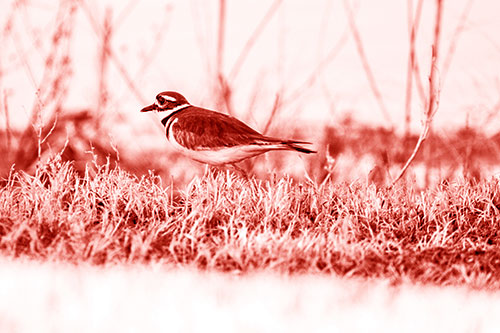 Large Eyed Killdeer Bird Running Along Grass (Red Shade Photo)