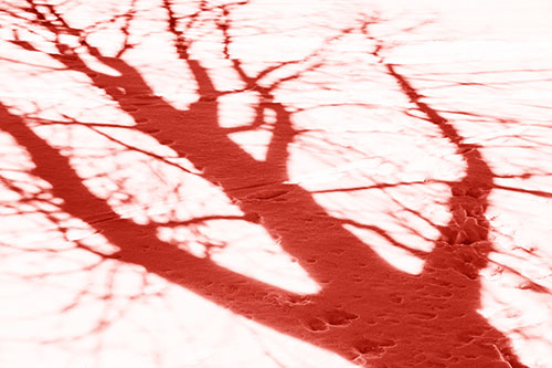 Large Jagged Tree Shadow Across Snow (Red Shade Photo)