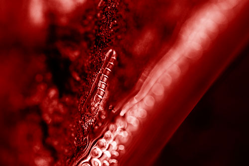 Larva Slithering Along Wet Shore Rock (Red Shade)